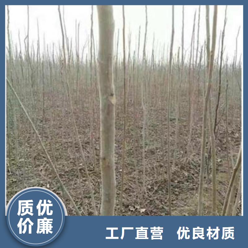 香椿苗梨樹苗有口皆碑