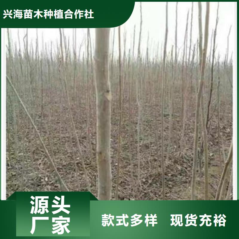 香椿苗核桃苗貼心服務