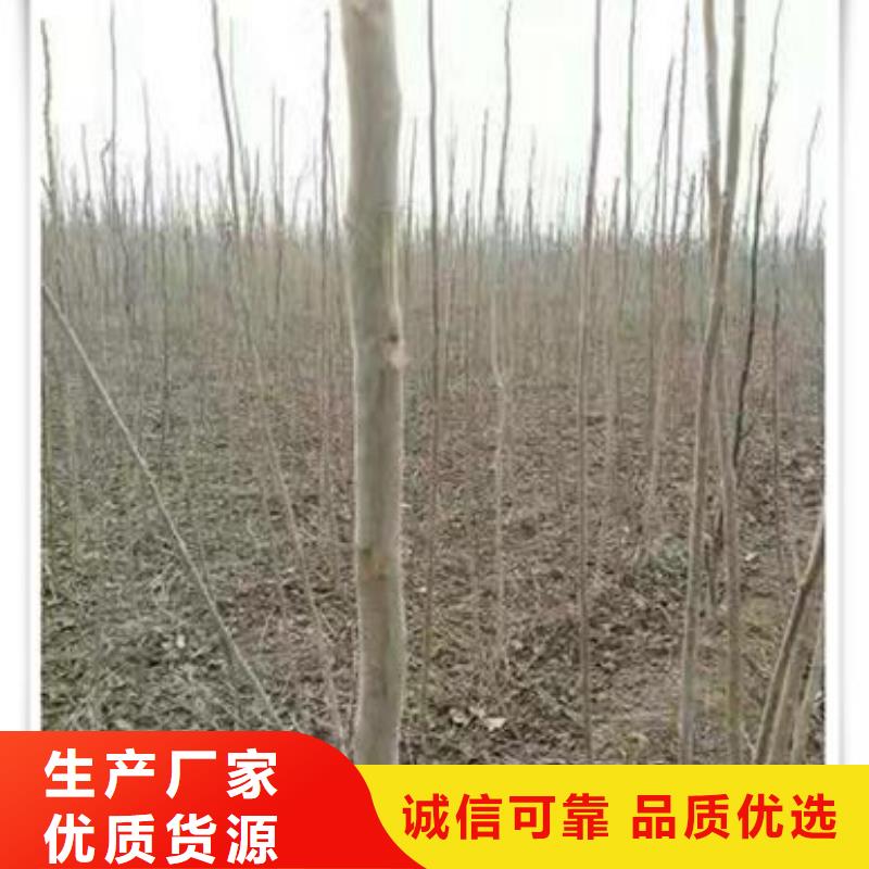 香椿苗核桃苗免费回电