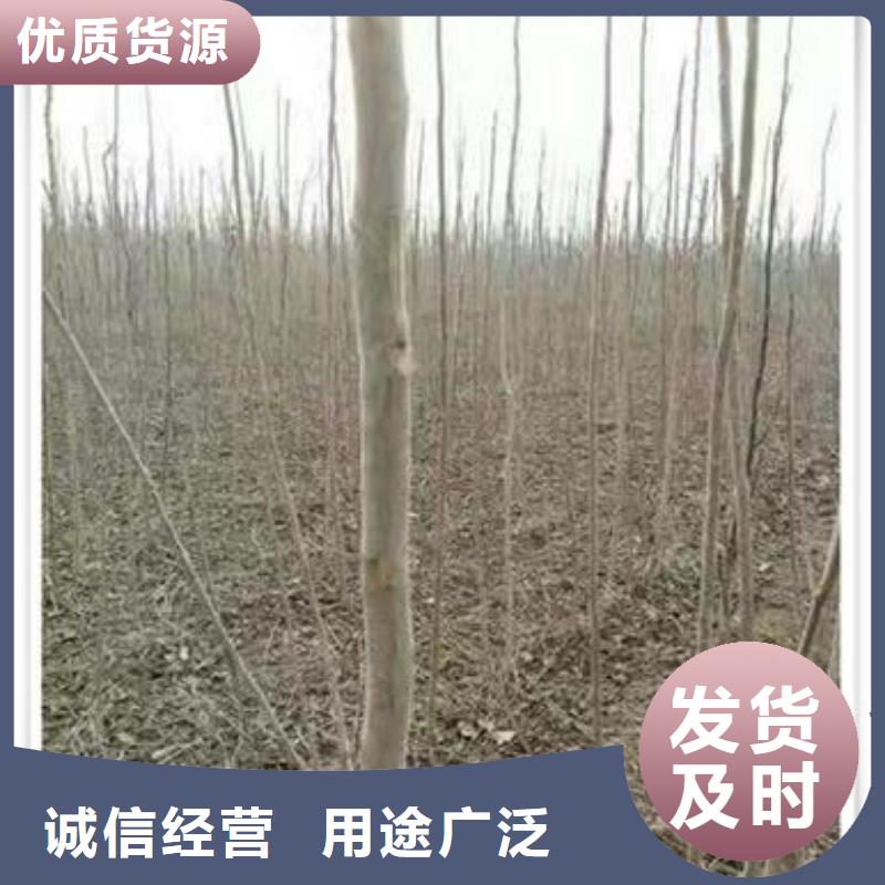 【香椿苗】,核桃苗專業(yè)生產(chǎn)廠家