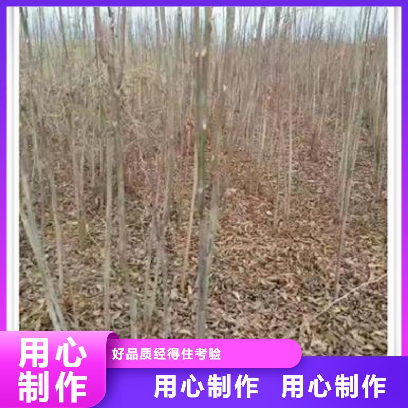 香椿苗-【板栗苗】用好材做好产品