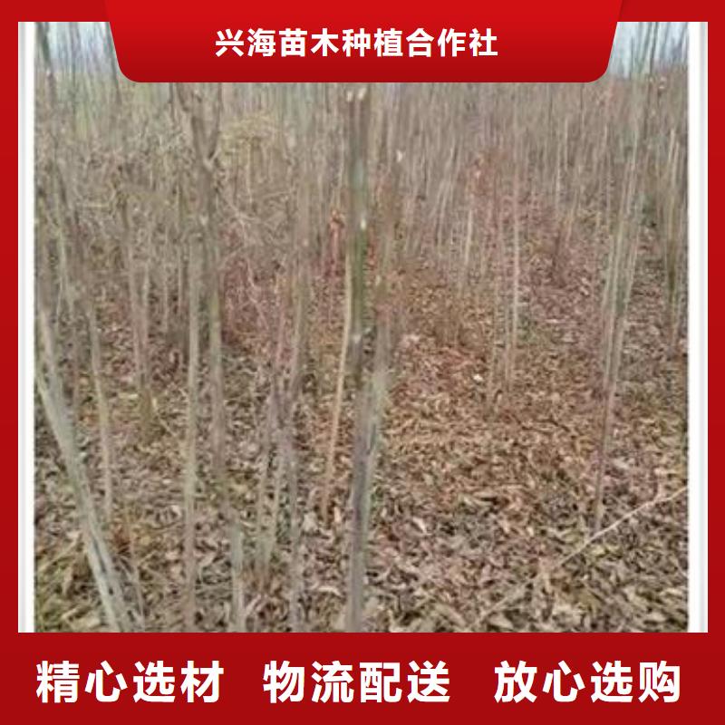 香椿苗_核桃苗多種優勢放心選擇