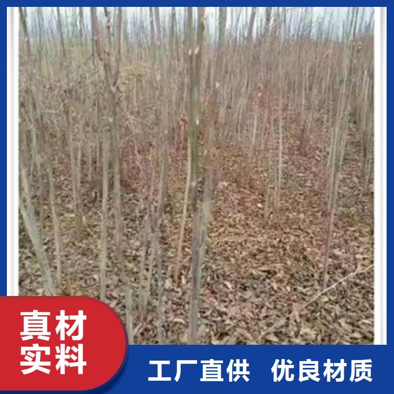 香椿苗_梨树苗重信誉厂家