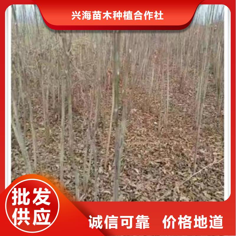 香椿苗_【核桃苗】工厂直营