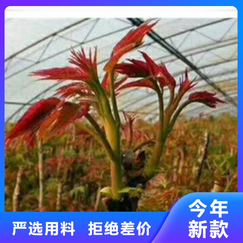 香椿苗桃樹苗發貨及時