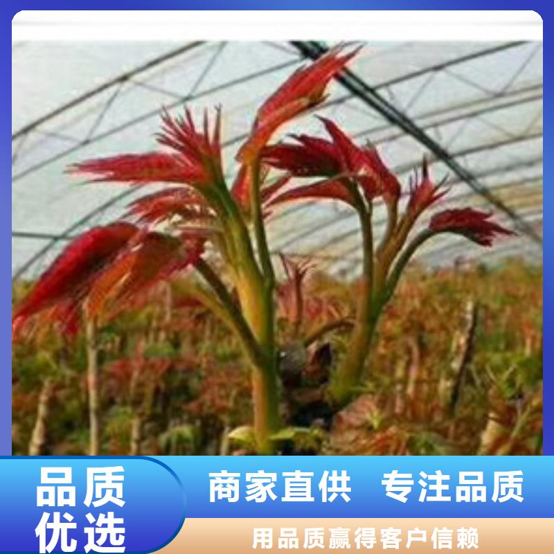 【香椿苗,板栗苗高標準高品質(zhì)】