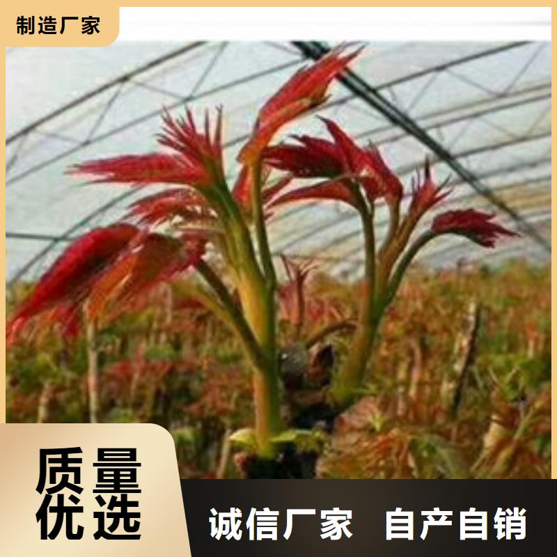 香椿苗梨樹苗有口皆碑