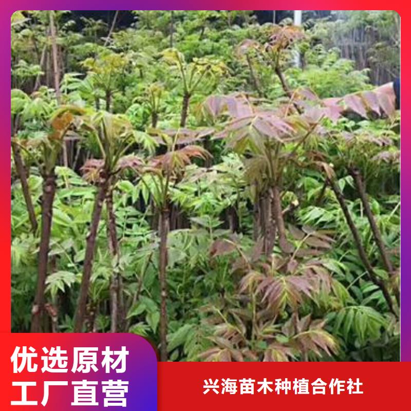 香椿苗板栗苗生產安裝