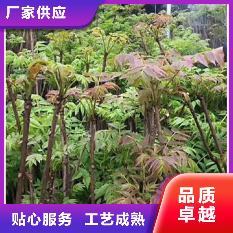 香椿苗蓝莓苗联系厂家