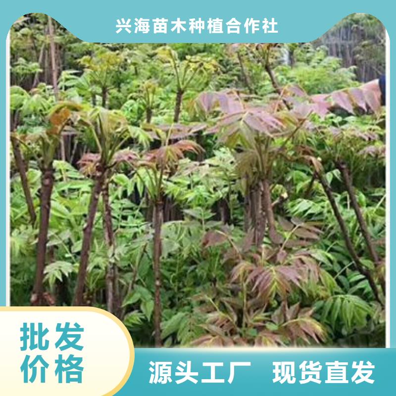 花椒苗视频-淮北市花椒苗-同城可服务区域烈山|相山|合肥|巢湖|滁州|六安