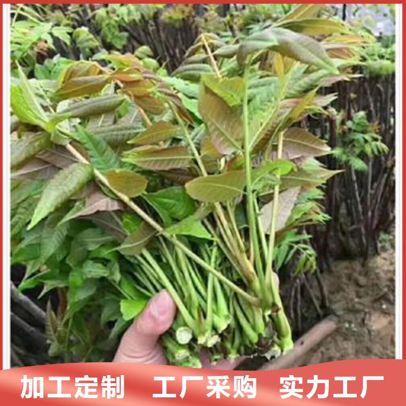 花椒苗视频-青海省海东市|海南|玉树|海西|西宁|海北|黄南|果洛花椒苗-兴海