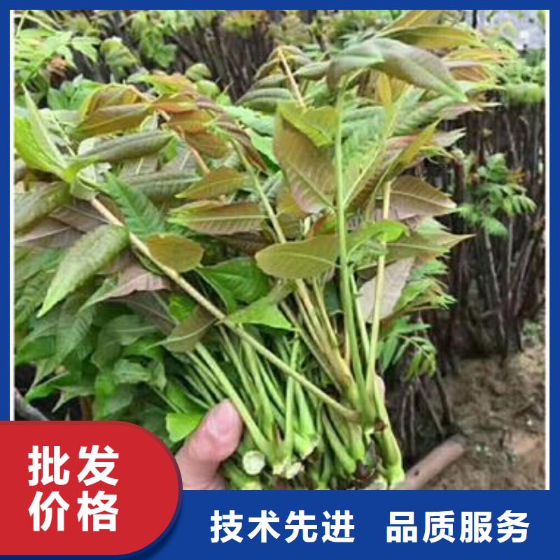 香椿苗【桃樹苗】按需定制真材實料