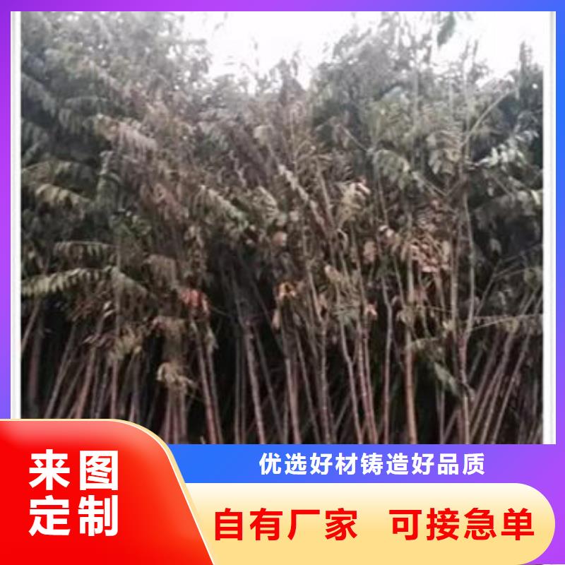 【香椿苗】_桃樹苗可定制有保障