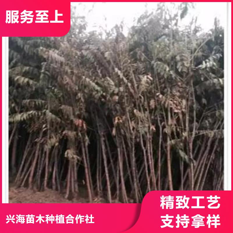 香椿苗【桃樹苗】按需定制真材實料