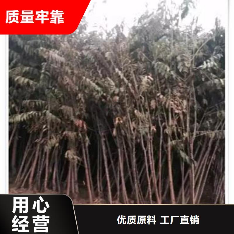 香椿苗_梨树苗源头厂源头货