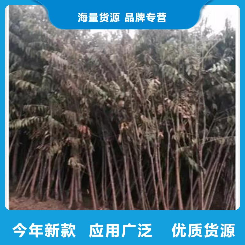 香椿苗梨树苗有口皆碑