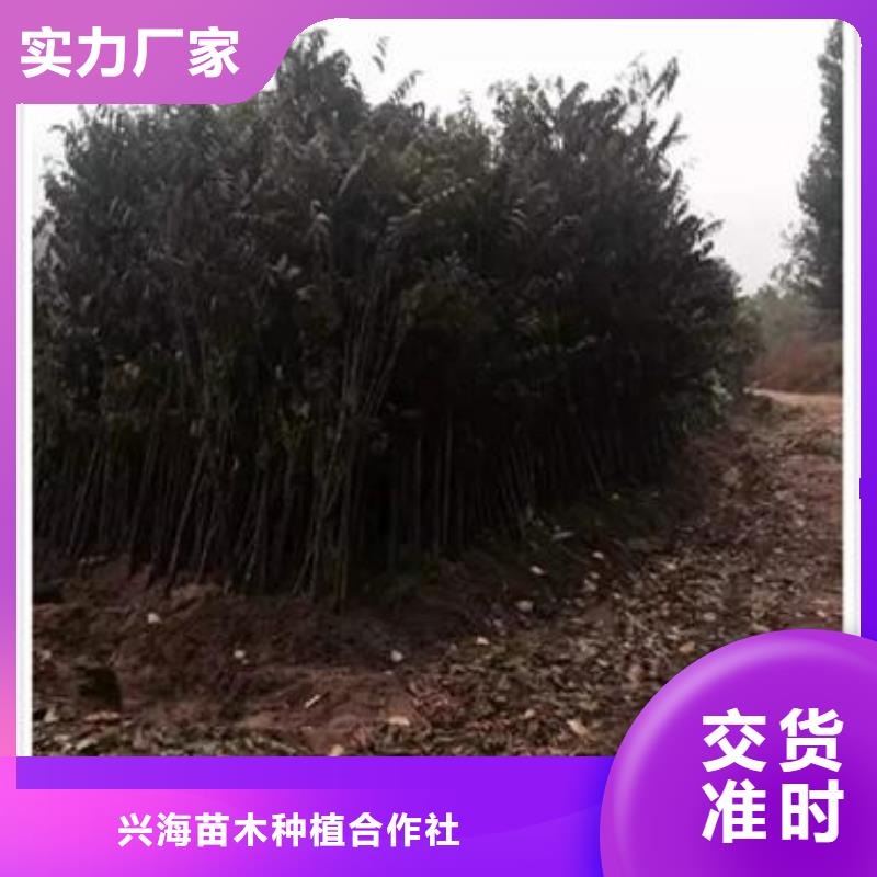【香椿苗】_桃樹苗可定制有保障