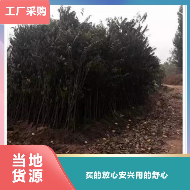 【香椿苗】藍(lán)莓苗自產(chǎn)自銷