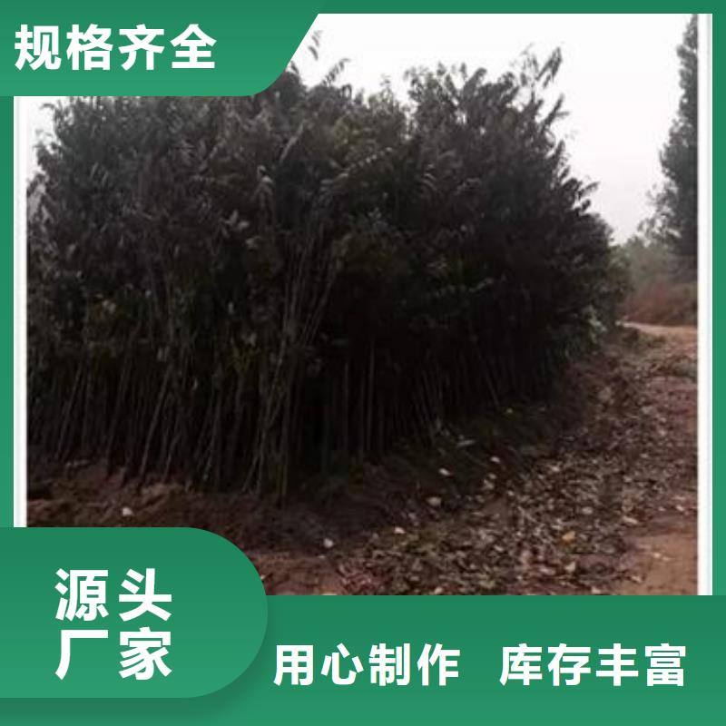 香椿苗,李子苗常年供應