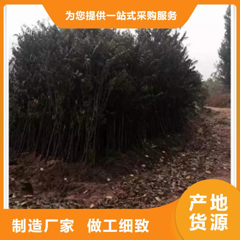 香椿苗梨樹苗有口皆碑