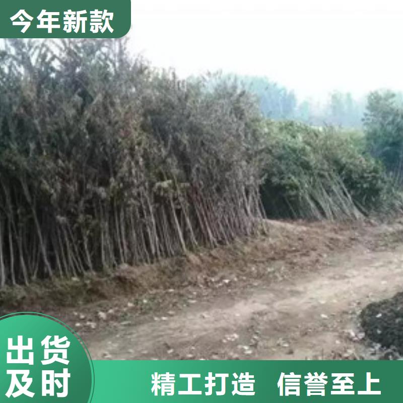 香椿苗【梨樹苗】好產品放心購