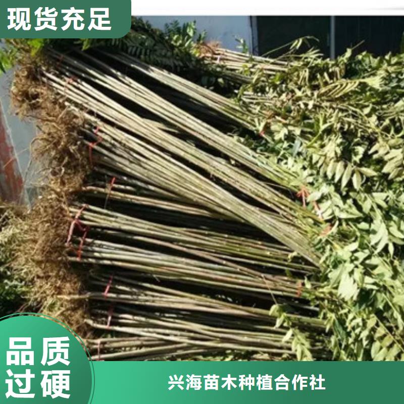 香椿苗_梨树苗源头厂源头货