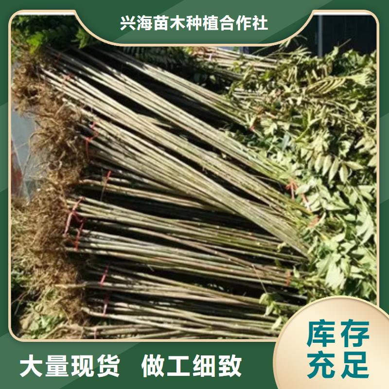 香椿苗梨樹苗有口皆碑