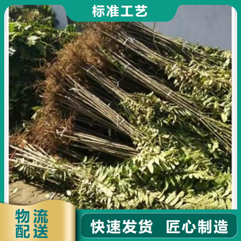 兴海花椒苗【 香椿苗梨树苗专业的生产厂家】