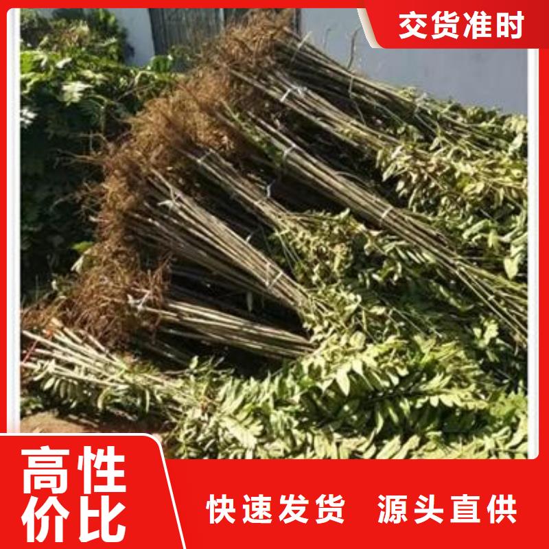 香椿苗_梨树苗源头厂源头货