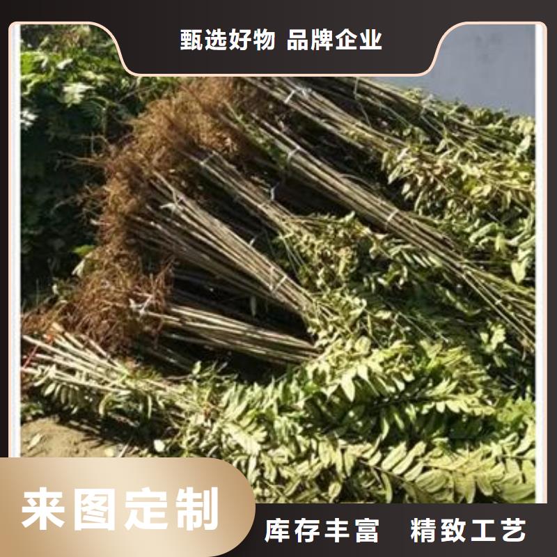 香椿苗核桃苗貼心服務