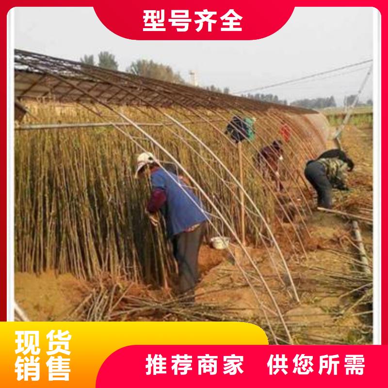 【香椿苗】,核桃苗專業(yè)生產(chǎn)廠家