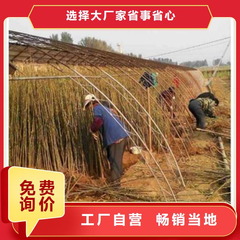 【香椿苗】梨樹苗工廠批發