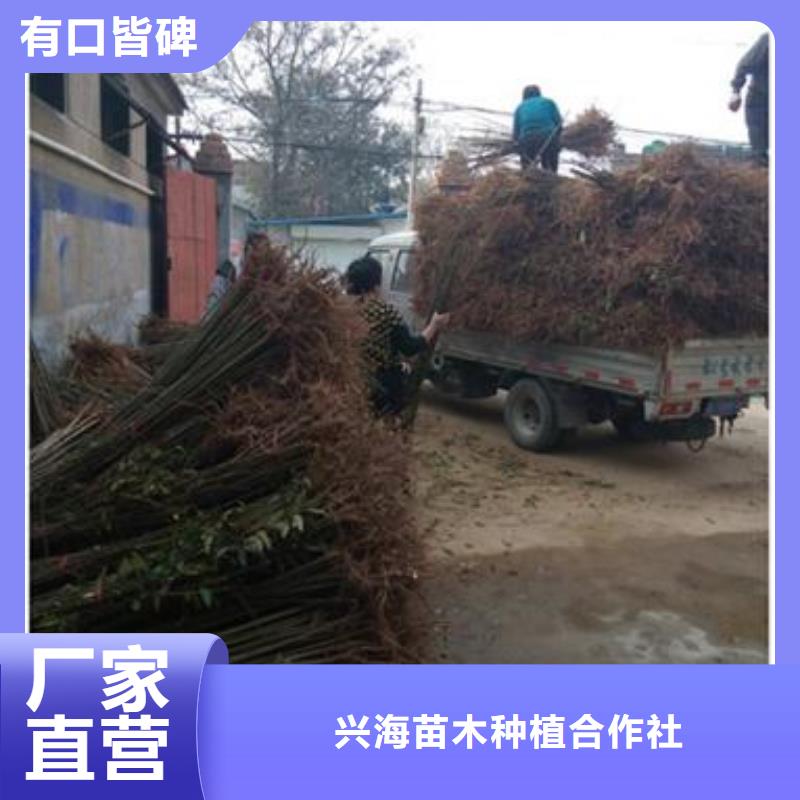 【香椿苗】梨樹苗工廠批發