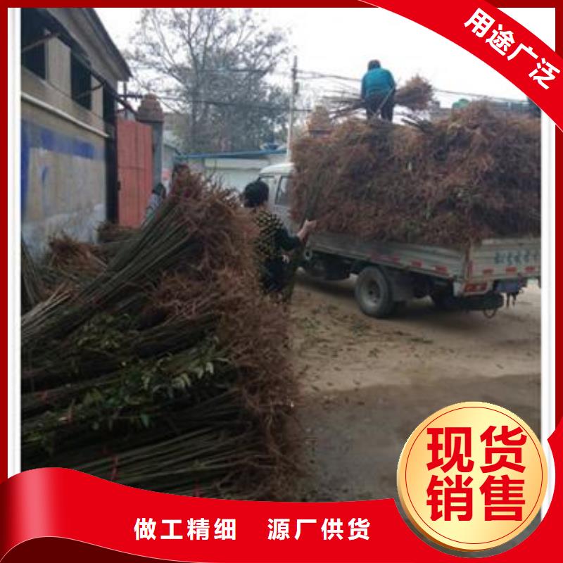 花椒苗视频-青海省海东市|海南|玉树|海西|西宁|海北|黄南|果洛花椒苗-兴海