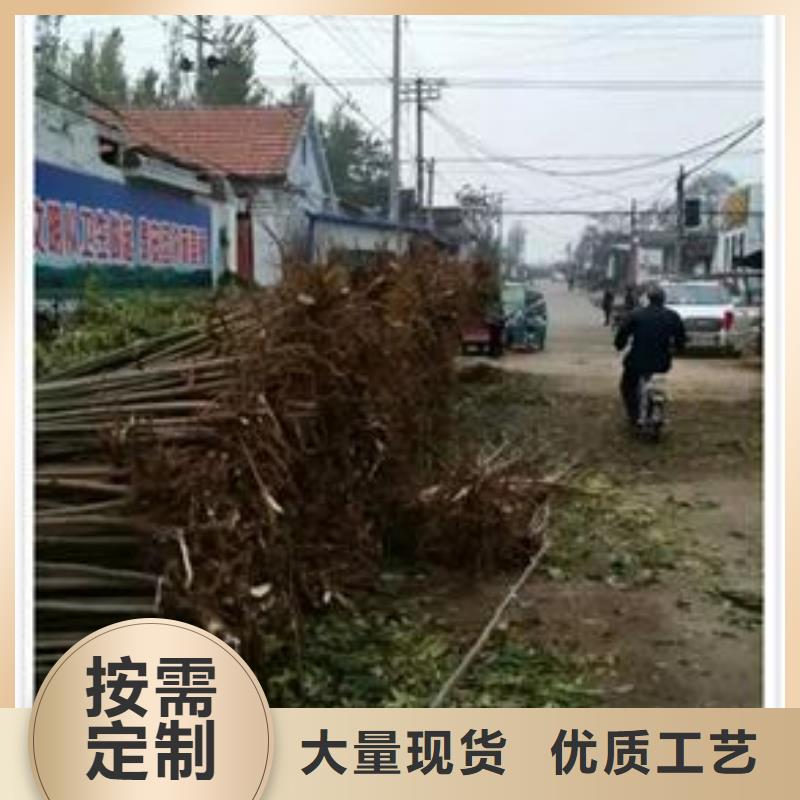 花椒苗视频-青海省海东市|海南|玉树|海西|西宁|海北|黄南|果洛花椒苗-兴海