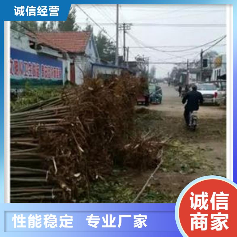 兴海花椒苗【 香椿苗梨树苗专业的生产厂家】