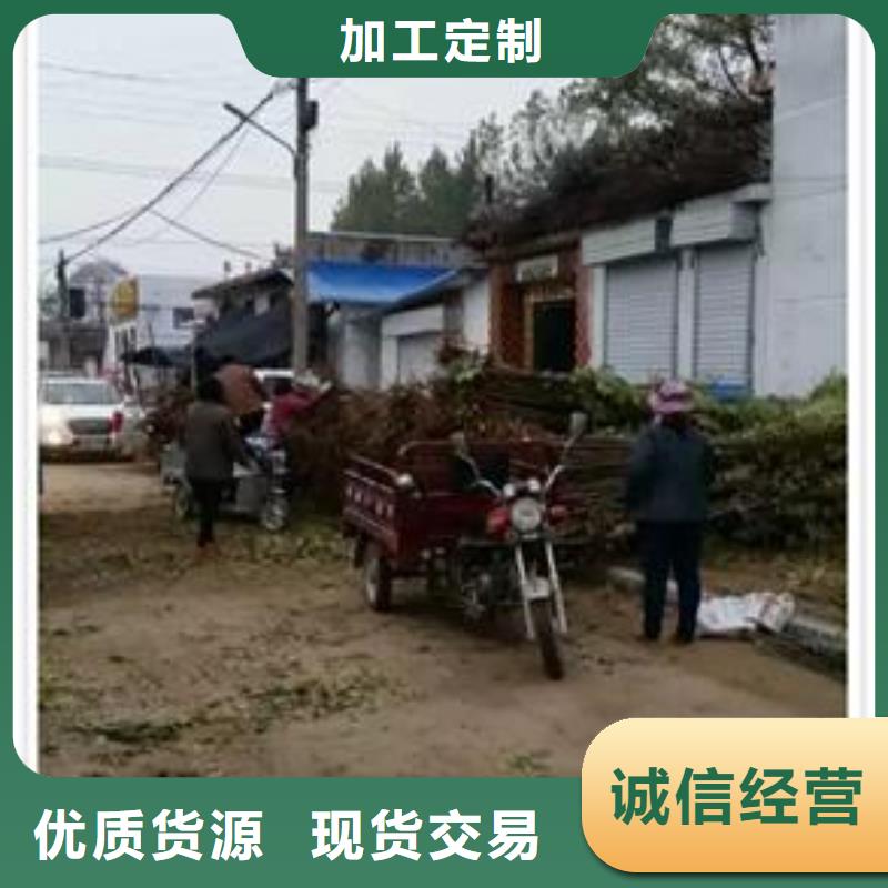 香椿苗核桃苗正規(guī)廠家