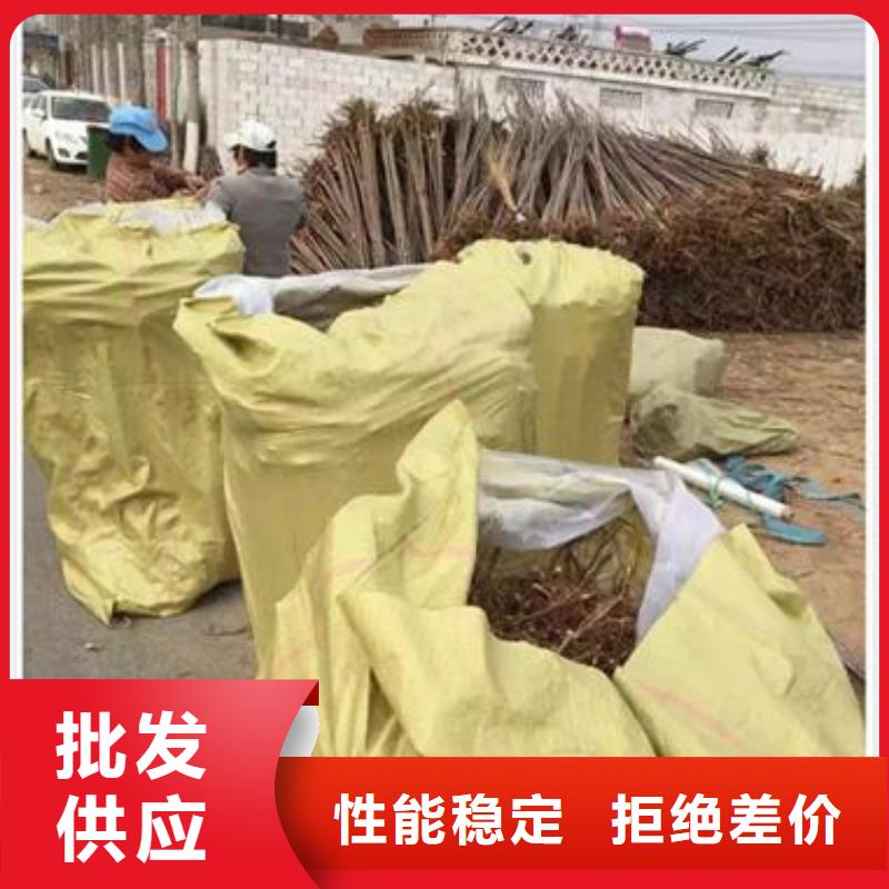 香椿苗蓝莓苗联系厂家
