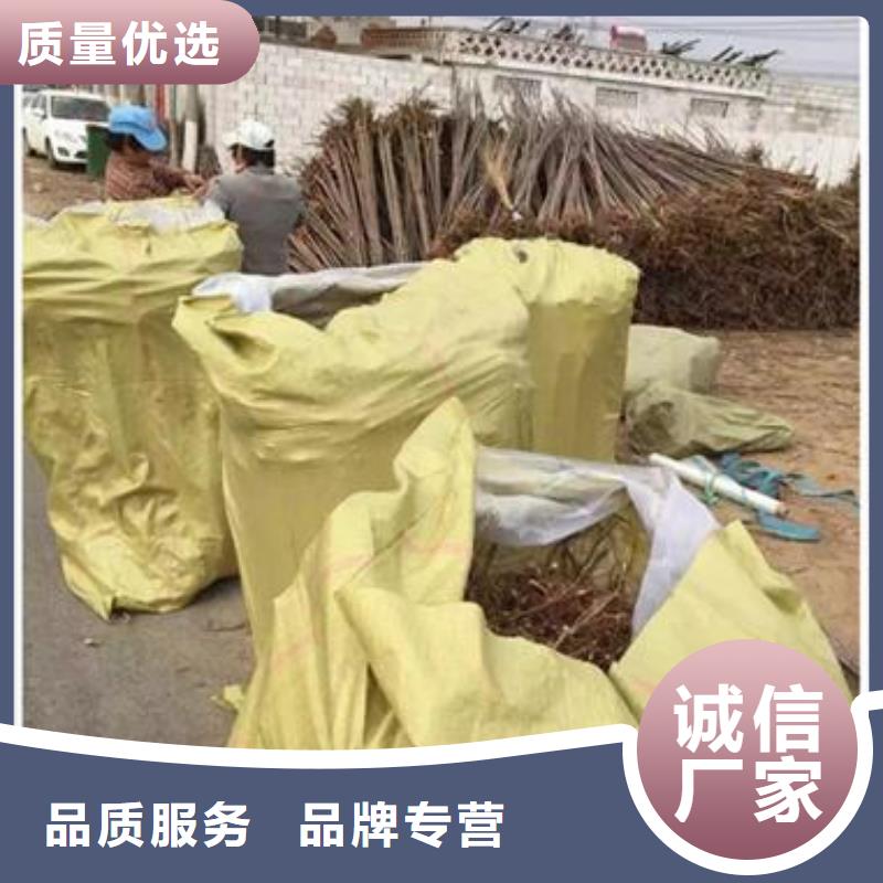 香椿苗梨樹苗直銷廠家