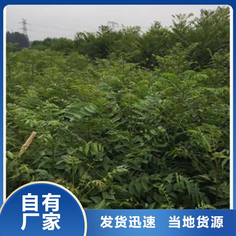 【香椿苗】_桃樹苗可定制有保障