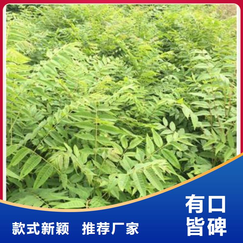 香椿苗梨樹苗有口皆碑