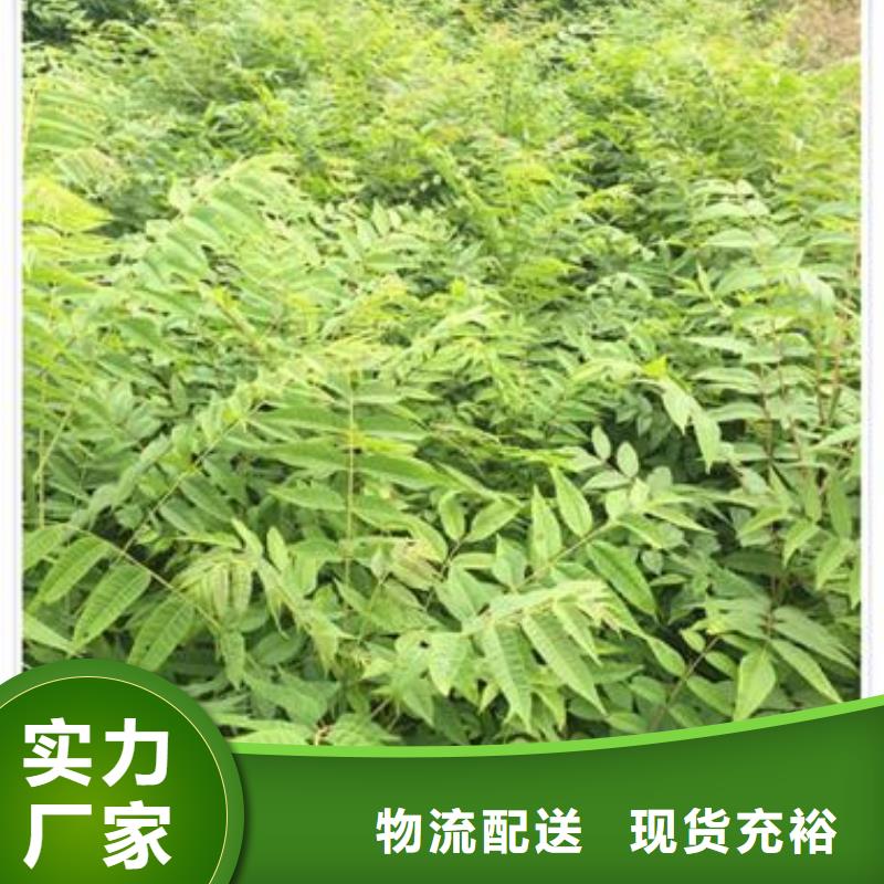香椿苗蓝莓苗联系厂家