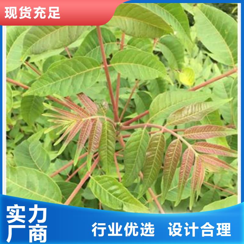 香椿苗_梨树苗源头厂源头货