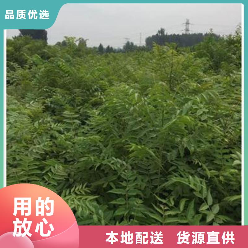 香椿苗核桃苗正規(guī)廠家