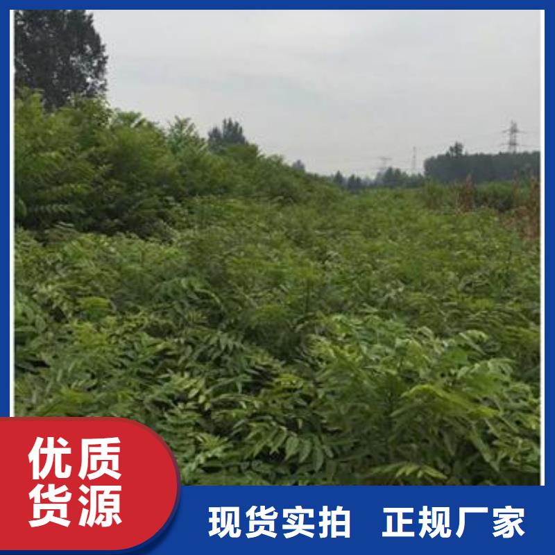 香椿苗山楂苗来电咨询