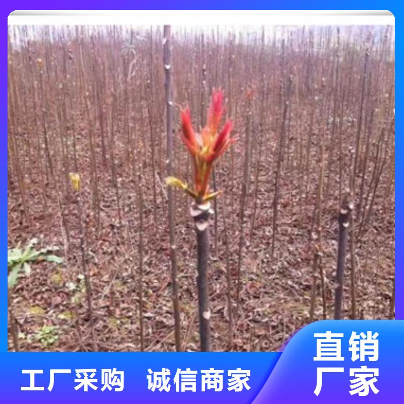 兴海花椒苗【 香椿苗梨树苗专业的生产厂家】