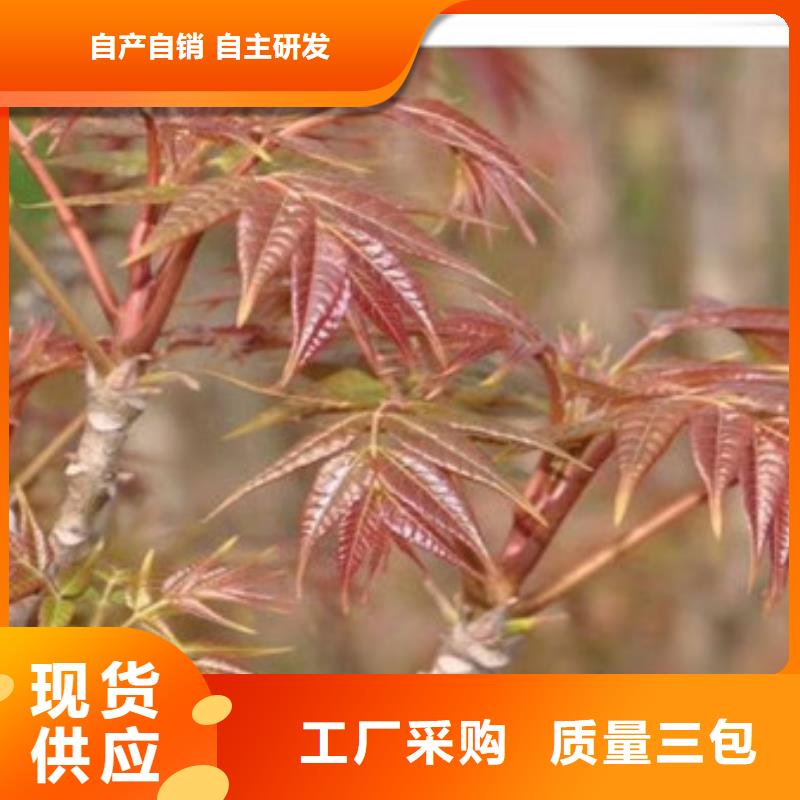香椿苗梨树苗有口皆碑
