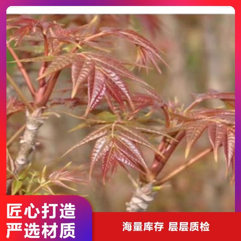 香椿苗核桃苗多種場景適用