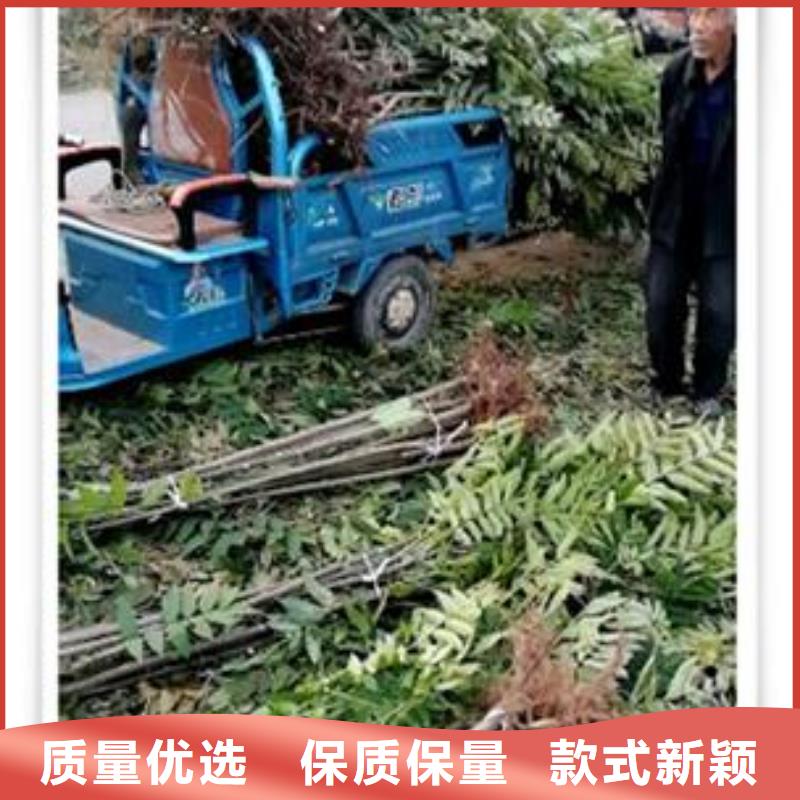 香椿苗核桃苗多種場景適用