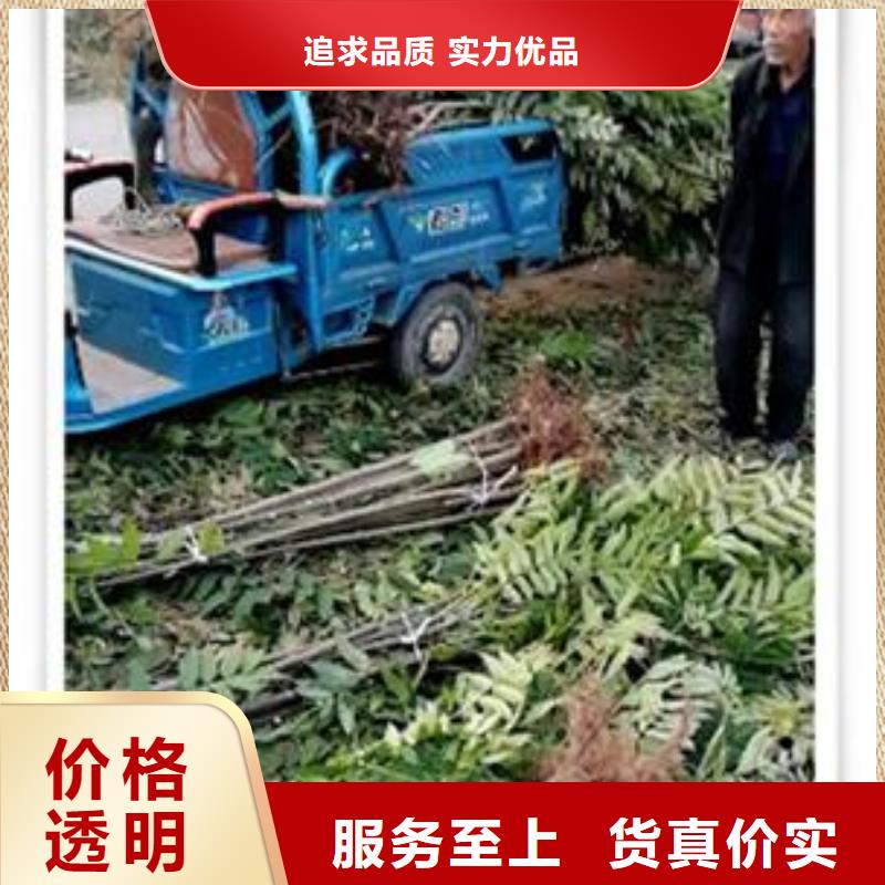 香椿苗蓝莓苗联系厂家